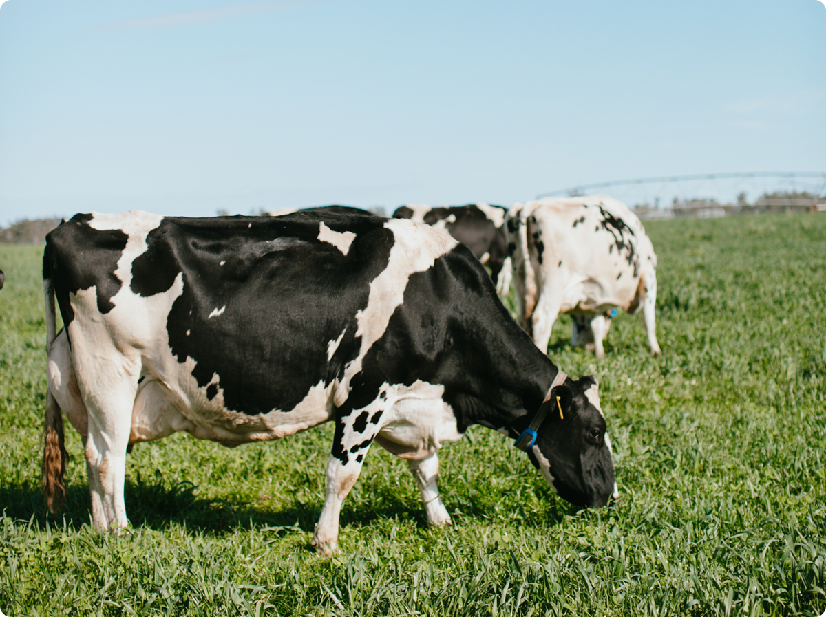 A black-and-white cow grazing in a green field under a clear blue sky, with other cows in the background.