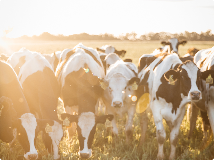 A herd of black and white dairy cows standing in a grassy field during bright golden hour sunlight, with lens flare and soft background blur.