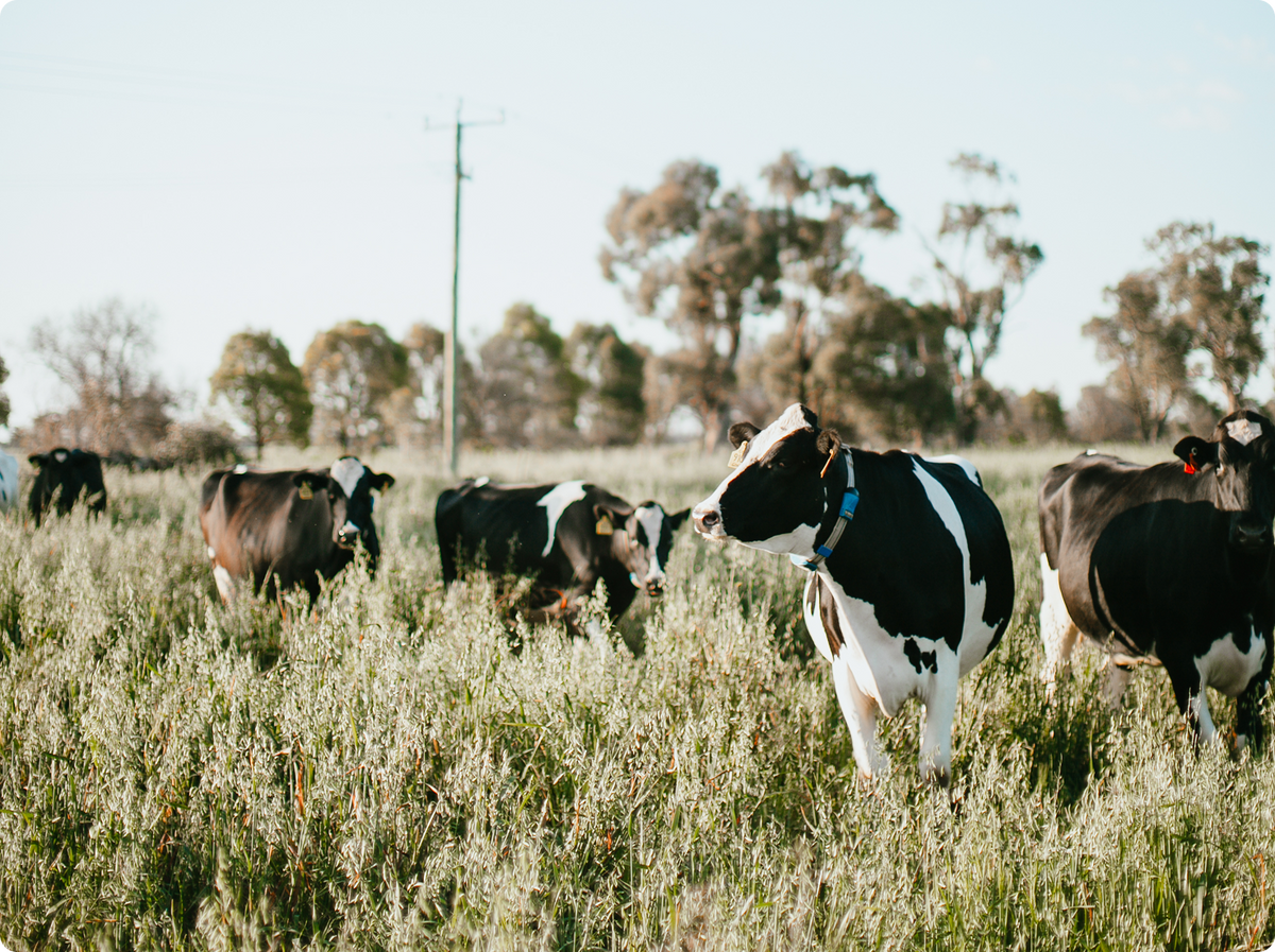 Several black-and-white cows grazing in a grassy field under a pale sky, with trees and a utility pole in the background.