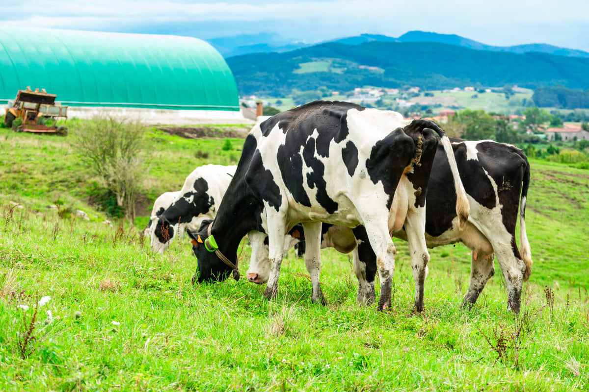 How Grass-Fed Dairy Farming Supports Local Biodiversity