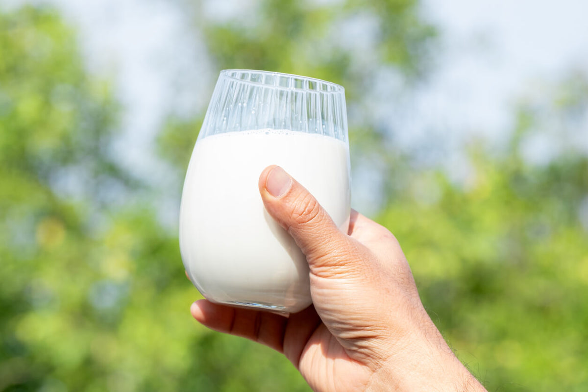 From Cow to Carton: The Journey of Milk Without Interference