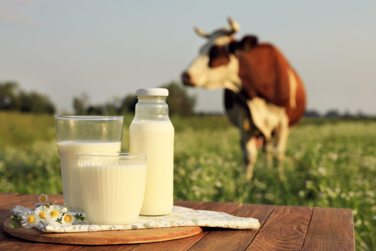 What Makes Single-Source Milk Different from Blended Milk?