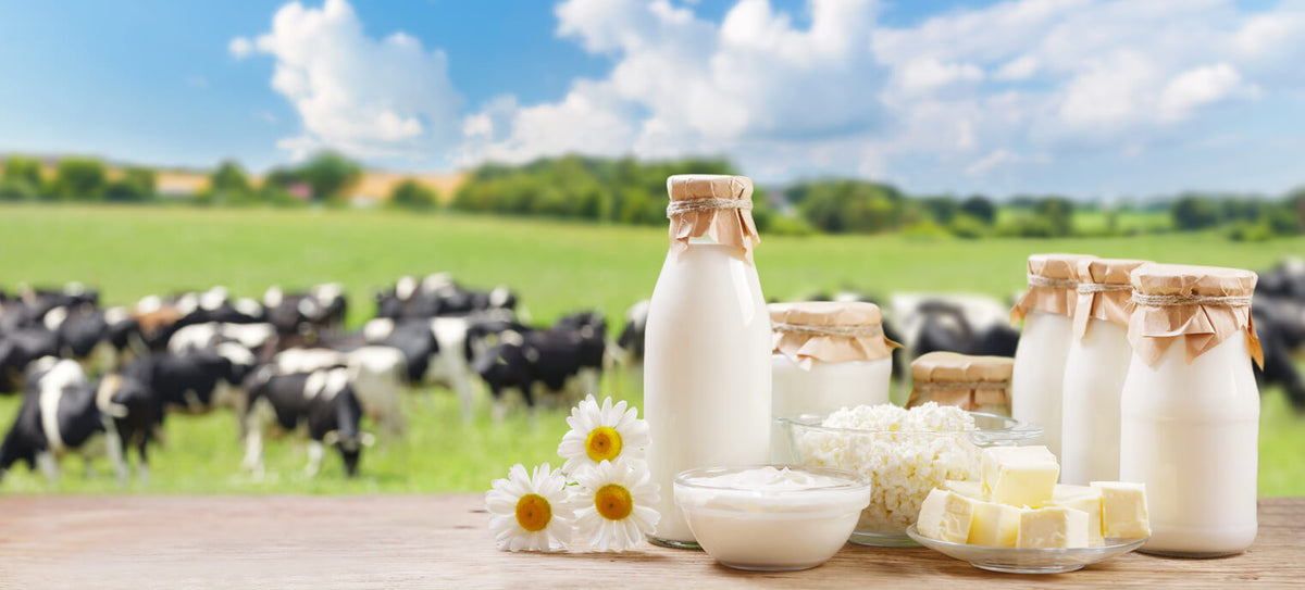 Why Grass-Fed Dairy Products Are Better for You