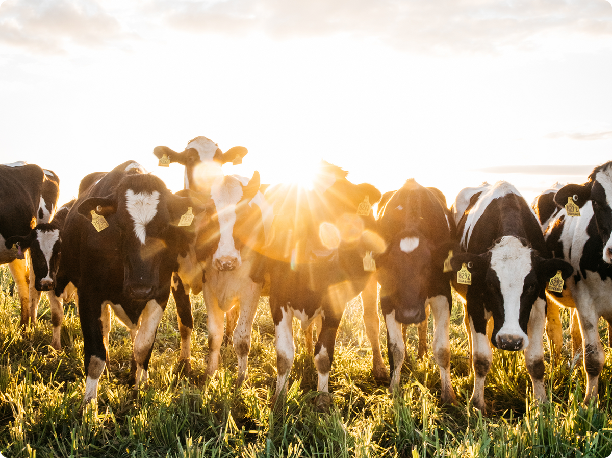 A herd of black and white cows in the sunset.