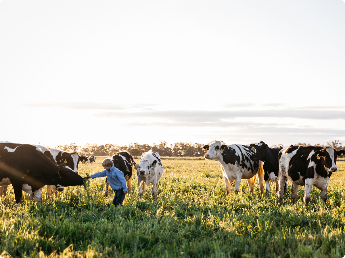 Black and white cows in a paddock at sunset, with a boy feed cows grass
