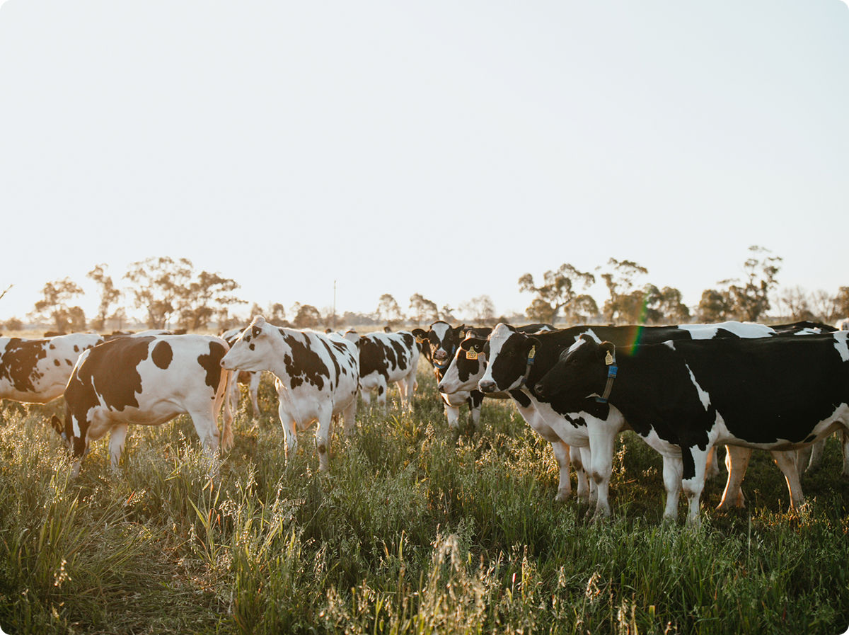 A herd of black and white cows in a paddock at sunset.