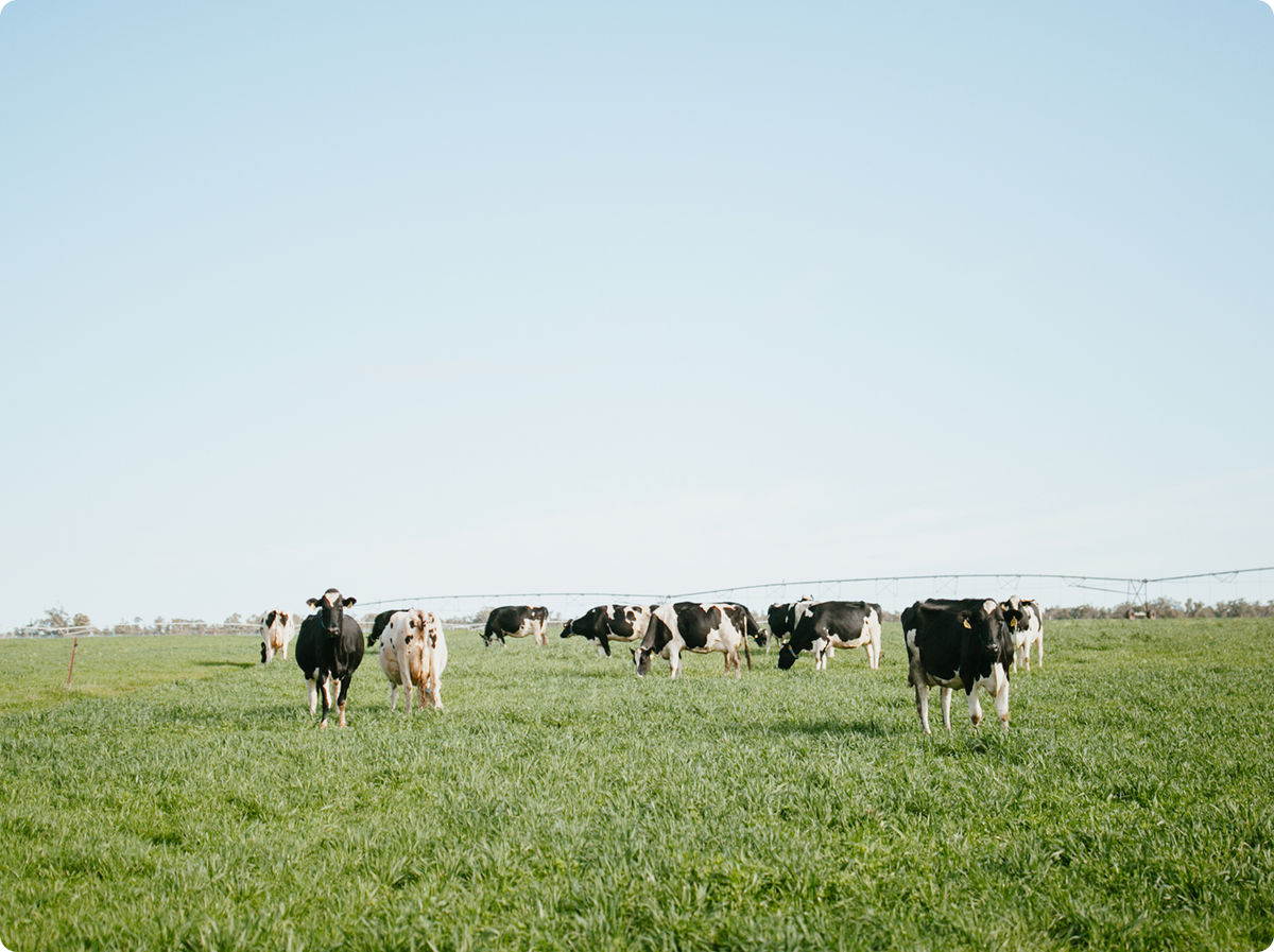 A herd of black and white cows grazing in a wide green field under a clear pale blue sky.