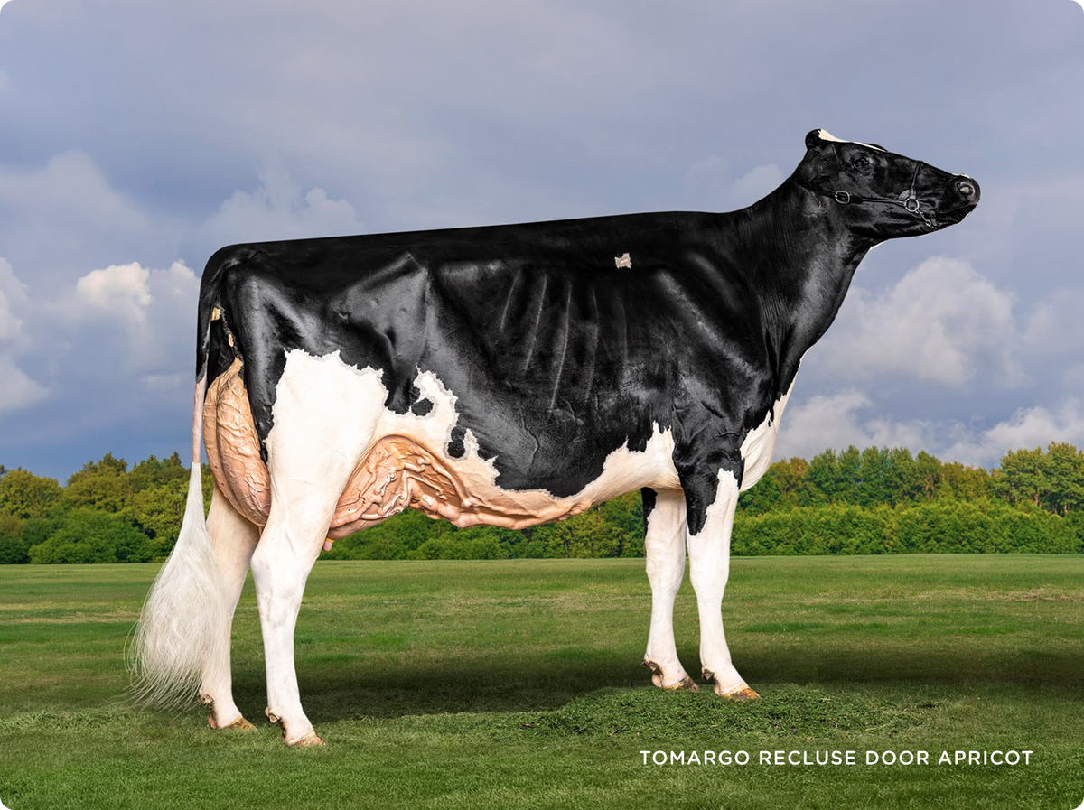 Little Big Dairy Tomargo Recluse Holsteins
