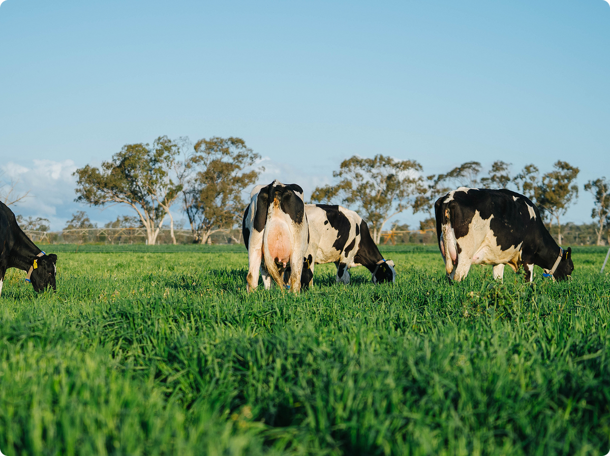 Three black-and-white cows graze in a lush green field under a clear blue sky, with trees in the background.